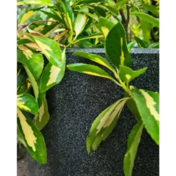 Pot à Fleurs Waste Smooth 35x34 Cm Gris -Promos Jardelis Boutique 6479895f489579.99814901