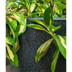 Pot à Fleurs Waste Smooth 43x41 Cm Gris -Promos Jardelis Boutique 647989619db2d1.88941631